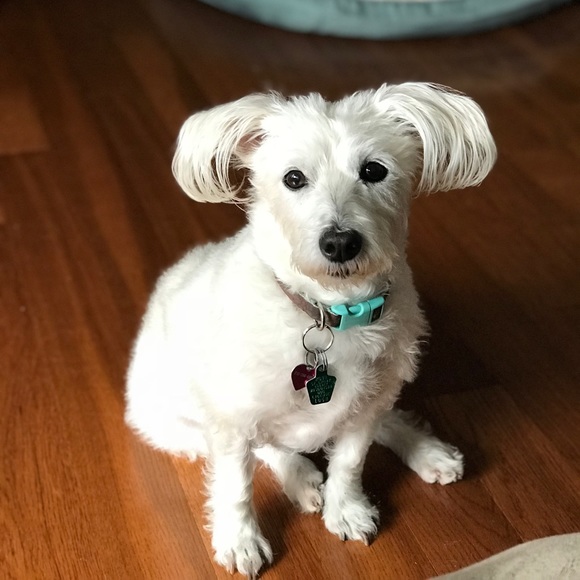 Meet your Posher - Picture 2 of 2